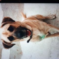 Картинка пропала собака В городе Армавир пропал кобель. Армавир