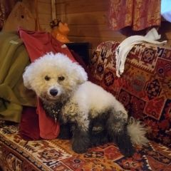 Подробнее об объявлении «Электросталь Пропала собака кобель бишон фризе» Фото: пропала собака Бишон-фриз «Электросталь Пропала собака кобель бишон фризе» в г. Электросталь