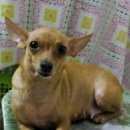 Подробнее об объявлении «Пропала собака Кемерово» Фото: пропала собака Той-терьер «Пропала собака Кемерово» в г. Кемерово