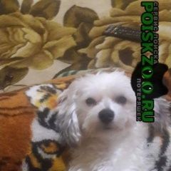 Подробнее об объявлении «Пропала собака кобель помогите отыскать Владикавказ» Фото: пропала собака  «Пропала собака кобель помогите отыскать...» в г. Владикавказ