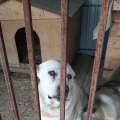 Подробнее об объявлении «Пропала собака кобель и собаки. 2 алабая Домодедово» Фото: пропала собака  «Пропала собака кобель и собаки. 2 алабая...» в г. Домодедово