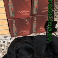 Подробнее об объявлении «Пропала собака Владикавказ» Фото: пропала собака Лабрадор ретривер «Пропала собака Владикавказ» в г. Владикавказ