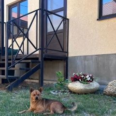 Подробнее об объявлении «Пропала собака кобель Анапа» Фото: пропала собака  «Пропала собака кобель Анапа» в г. Анапа