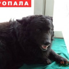 Подробнее об объявлении «Челябинск Пропала собака кобель» Фото: пропала собака  «Челябинск Пропала собака кобель» в г. Челябинск