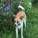 Подробнее об объявлении «Пропала собака 22.03.2017 Нижний Новгород» Фото: пропала собака  «Пропала собака 22.03.2017 Нижний Новгород» в г. Нижний Новгород