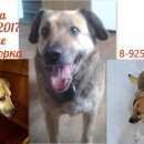 Подробнее об объявлении «Подольск Пропала собака помогите найти кэнди» Фото: пропала собака  «Подольск Пропала собака помогите найти кэнди» в г. Подольск