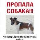 Подробнее об объявлении «Пропала собака кобель Москва» Фото: пропала собака Гладкошерстый фокстерьер «Пропала собака кобель Москва» в г. Москва