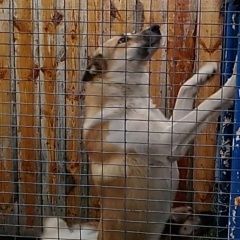 Подробнее об объявлении «Бессоновка Пропала собака кобель» Фото: пропала собака  «Бессоновка Пропала собака кобель» в г. Бессоновка