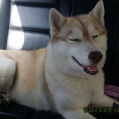 Подробнее об объявлении «Одинцово Пропала собака хаски лолита» Фото: пропала собака Сибирская хаски «Одинцово Пропала собака хаски лолита» в г. Одинцово