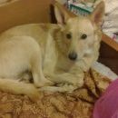 Подробнее об объявлении «Икша Пропала собака кобель» Фото: пропала собака  «Икша Пропала собака кобель» в г. Икша