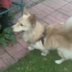 Подробнее об объявлении «Люберцы Пропала собака кобель собака пропадает без вести банди» Фото: пропала собака Вельш корги «Люберцы Пропала собака кобель собака пропадает...» в г. Люберцы