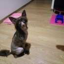 Подробнее об объявлении «Витебск Пропала собака китайская хохлатая» Фото: пропала собака Китайская хохлатая собака «Витебск Пропала собака китайская хохлатая» в г. Витебск