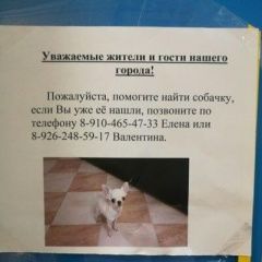 Подробнее об объявлении «Реутов Пропала собака» Фото: пропала собака Чихуахуа «Реутов Пропала собака» в г. Реутов