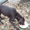 Подробнее об объявлении «Пропала собака после операции помогите найти Дмитров» Фото: пропала собака  «Пропала собака после операции помогите найти...» в г. Дмитров