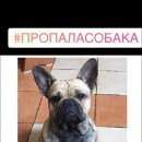 Подробнее об объявлении «Пропала собака кобель Новочеркасск» Фото: пропала собака Французский бульдог «Пропала собака кобель Новочеркасск» в г. Новочеркасск