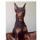 Подробнее об объявлении «Пропала собака кобель Самара» Фото: пропала собака Карликовый пинчер «Пропала собака кобель Самара» в г. Самара