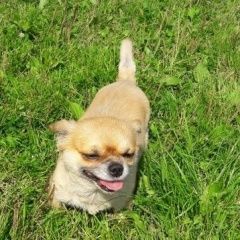 Подробнее об объявлении «Нижний Новгород Пропала собака кобель» Фото: пропала собака Чихуахуа «Нижний Новгород Пропала собака кобель» в г. Нижний Новгород