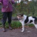 Подробнее об объявлении «Пропала собака кобель пёс на ст. михайловская(мга) Санкт-Петербург» Фото: пропала собака  «Пропала собака кобель пёс на ст....» в г. Санкт-Петербург