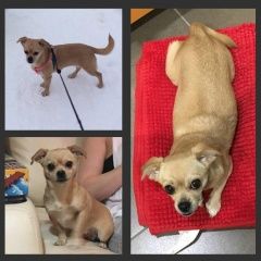 Подробнее об объявлении «Пропала собака кудрово Санкт-Петербург» Фото: пропала собака Чихуахуа «Пропала собака кудрово Санкт-Петербург» в г. Санкт-Петербург