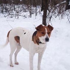 Подробнее об объявлении «Обнинск Пропала собака» Фото: пропала собака  «Обнинск Пропала собака» в г. Обнинск