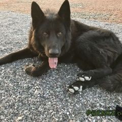 Подробнее об объявлении «Пропала собака кобель Санкт-Петербург» Фото: пропала собака Немецкая овчарка «Пропала собака кобель Санкт-Петербург» в г. Санкт-Петербург