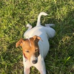 Подробнее об объявлении «Кириши Пропала собака джек рассел девочка» Фото: пропала собака Джек рассел терьер «Кириши Пропала собака джек рассел девочка» в г. Кириши