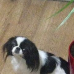 Подробнее об объявлении «Пропала собака Самара» Фото: пропала собака Японский хин «Пропала собака Самара» в г. Самара