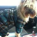 Подробнее об объявлении «Пропала собака Нижний Новгород» Фото: пропала собака Йоркширский терьер «Пропала собака Нижний Новгород» в г. Нижний Новгород