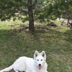 Подробнее об объявлении «Пропала собака Канск» Фото: пропала собака  «Пропала собака Канск» в г. Канск