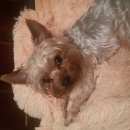 Подробнее об объявлении «Иваново Пропала собака кобель  йоркширский терьер» Фото: пропала собака Йоркширский терьер «Иваново Пропала собака кобель  йоркширский терьер» в г. Иваново