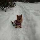 Подробнее об объявлении «Пропала собака Санкт-Петербург» Фото: пропала собака  «Пропала собака Санкт-Петербург» в г. Санкт-Петербург