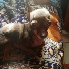 Подробнее об объявлении «Уфа Пропала собака по дороге нуримановского района» Фото: пропала собака  «Уфа Пропала собака по дороге нуримановского района» в г. Уфа