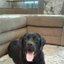 Подробнее об объявлении «Хабаровск Пропала собака кобель черный лабрадор» Фото: пропала собака Лабрадор ретривер «Хабаровск Пропала собака кобель черный лабрадор» в г. Хабаровск