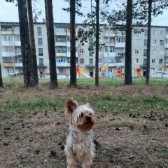 Подробнее об объявлении «Нижний Тагил Пропала собака кобель» Фото: пропала собака Йоркширский терьер «Нижний Тагил Пропала собака кобель» в г. Нижний Тагил
