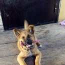 Подробнее об объявлении «Уфа Пропала собака» Фото: пропала собака Акита-ину «Уфа Пропала собака» в г. Уфа