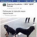 Подробнее об объявлении «Ростов-на-Дону Пропала собака» Фото: пропала собака Ротвейлер «Ростов-на-Дону Пропала собака» в г. Ростов-на-Дону