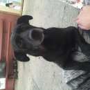 Подробнее об объявлении «Кисловодск Пропала собака кобель» Фото: пропала собака  «Кисловодск Пропала собака кобель» в г. Кисловодск
