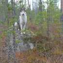 Подробнее об объявлении «Пропала собака 2 западно сибирские лайки Троицк» Фото: пропала собака Западно-сибирская лайка «Пропала собака 2 западно сибирские лайки Троицк» в г. Троицк