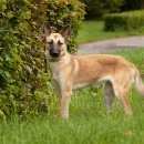 Подробнее об объявлении «Пропала собака      собака. Зеленоград» Фото: пропала собака  «Пропала собака      собака. Зеленоград» в г. Зеленоград