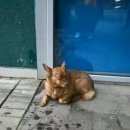 Подробнее об объявлении «Пропала собака кобель пёс, по кличке гусь. Нижний Новгород» Фото: пропала собака  «Пропала собака кобель пёс, по кличке гусь....» в г. Нижний Новгород