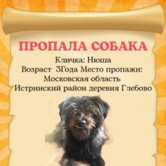 Подробнее об объявлении «Пропала собака маленькая собака Истра» Фото: пропала собака  «Пропала собака маленькая собака Истра» в г. Истра