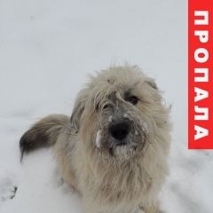 Подробнее об объявлении «Тольятти Пропала собака кобель» Фото: пропала собака  «Тольятти Пропала собака кобель» в г. Тольятти