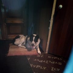 Подробнее об объявлении «Пропала собака Егорьевск» Фото: пропала собака  «Пропала собака Егорьевск» в г. Егорьевск