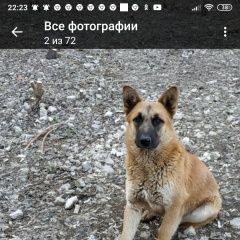 Подробнее об объявлении «Тольятти Пропала собака кобель» Фото: пропала собака  «Тольятти Пропала собака кобель» в г. Тольятти