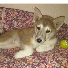 Подробнее об объявлении «Пропала собака щенок Уфа» Фото: пропала собака Западно-сибирская лайка «Пропала собака щенок Уфа» в г. Уфа