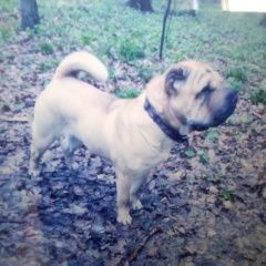 Подробнее об объявлении «Конаково Пропала собака шарпей» Фото: пропала собака Шар-пей «Конаково Пропала собака шарпей» в г. Конаково