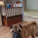 Подробнее об объявлении «Пропала собака кобель Самара» Фото: пропала собака  «Пропала собака кобель Самара» в г. Самара