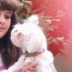 Подробнее об объявлении «Ставрополь Пропала собака» Фото: пропала собака Мальтийская болонка «Ставрополь Пропала собака» в г. Ставрополь