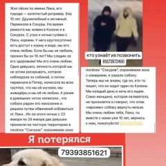Подробнее об объявлении «Казань Пропала собака кобель верните меня домой» Фото: пропала собака Лабрадор ретривер «Казань Пропала собака кобель верните меня домой» в г. Казань