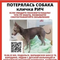 Подробнее об объявлении «Подольск Пропала собака кобель 19 июня в кузнечиках.» Фото: пропала собака Русский той-терьер «Подольск Пропала собака кобель 19 июня в...» в г. Подольск